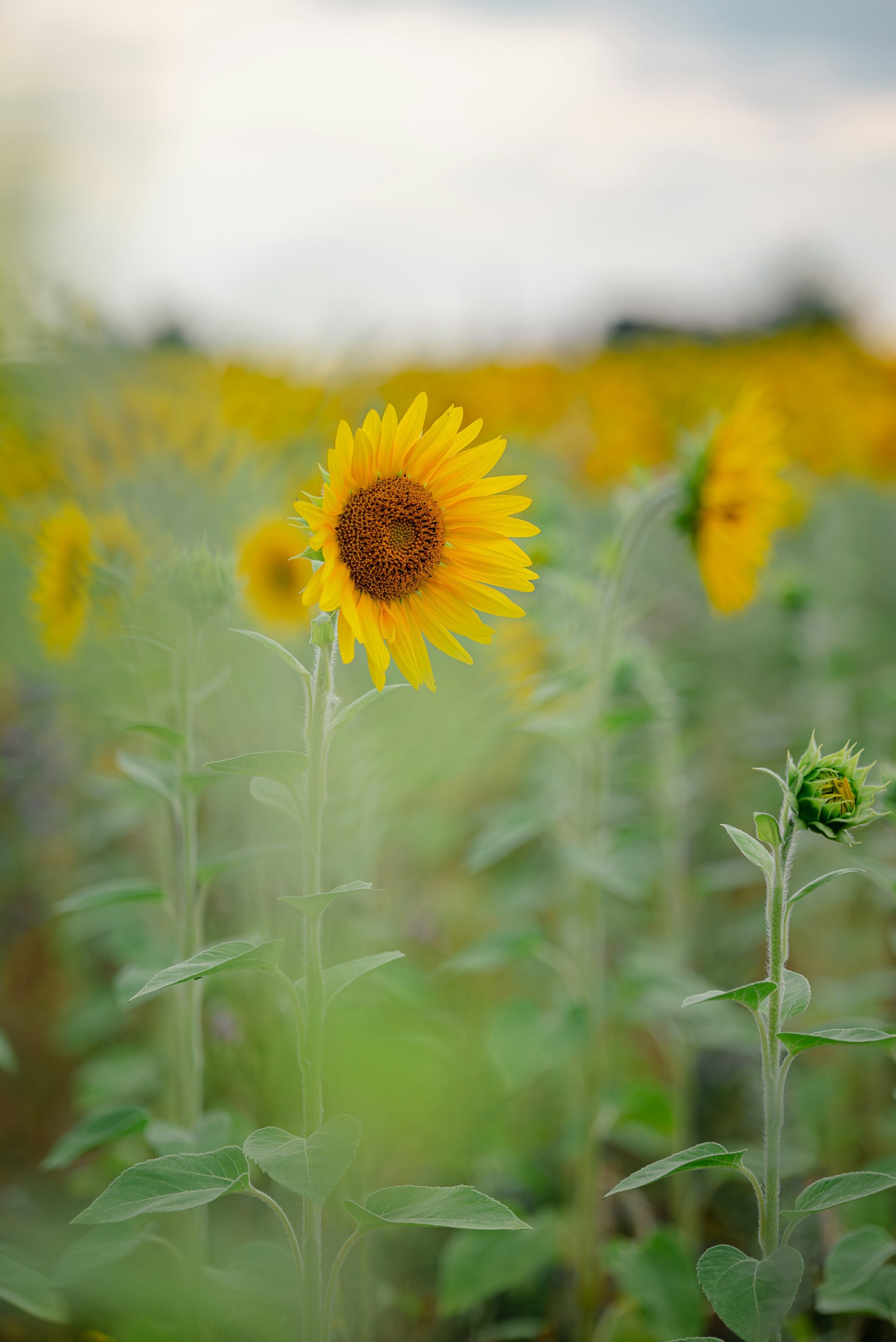 A field of sunflowers with a cloudy sky in the background